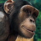 Illustration for article titled Zoo Chimps Doing a Conga Line Could Teach Us How Humans Evolved to Dancei/i